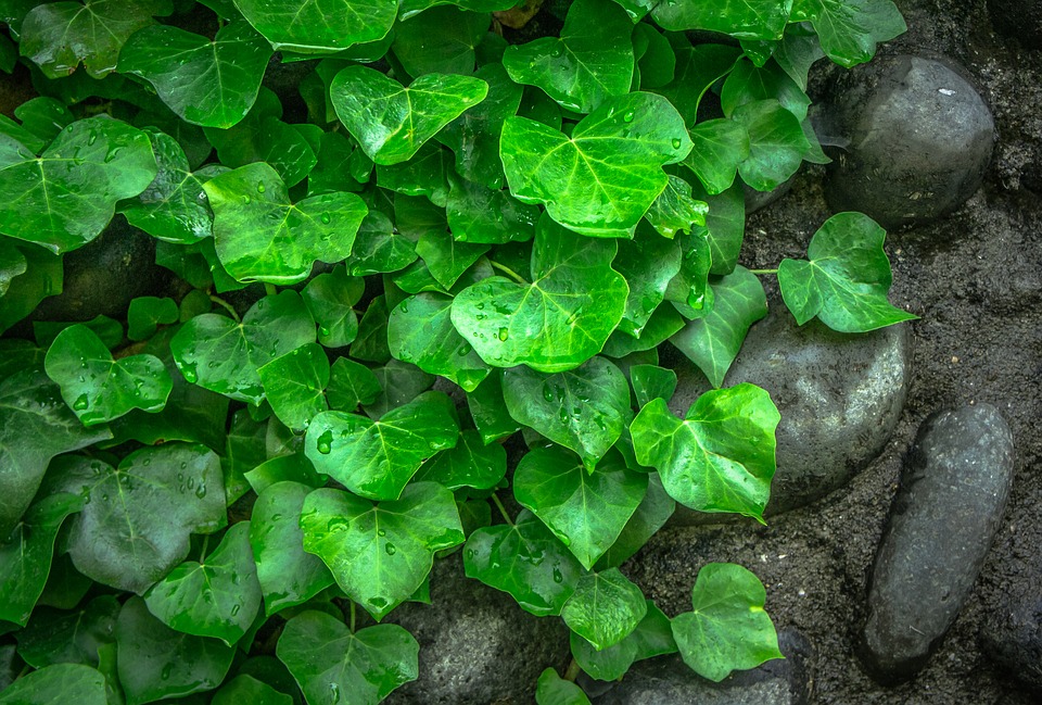 Betonový plot se může stát ozdobou vaší zahrady